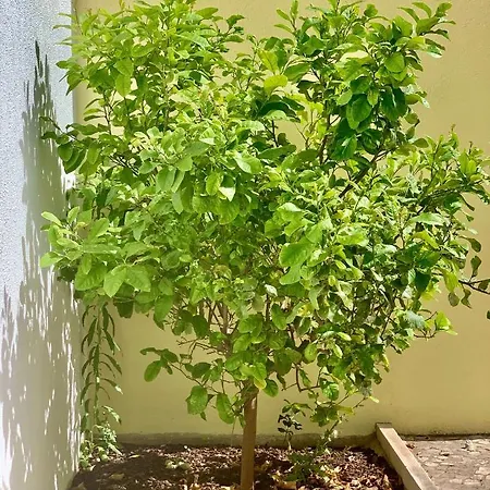 Lejlighed Julias Pateo Carcavelos (Lisbon)